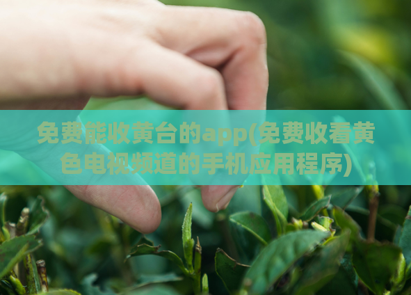 免费能收黄台的app(免费收看黄色电视频道的手机应用程序)