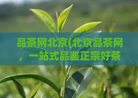 品茶网北京(北京品茶网，一站式品鉴正宗好茶)