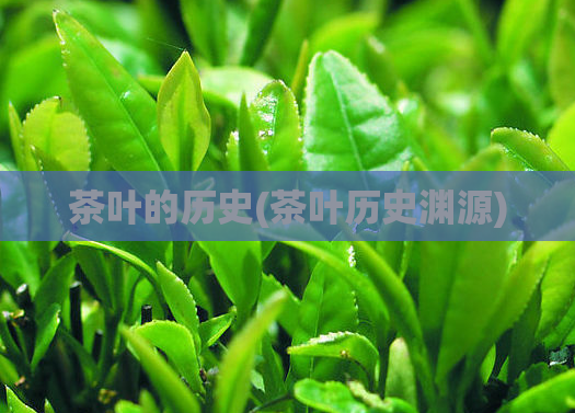 茶叶的历史(茶叶历史渊源)