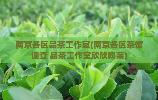 南京各区品茶工作室(南京各区茶馆调查 品茶工作室欣欣向荣)