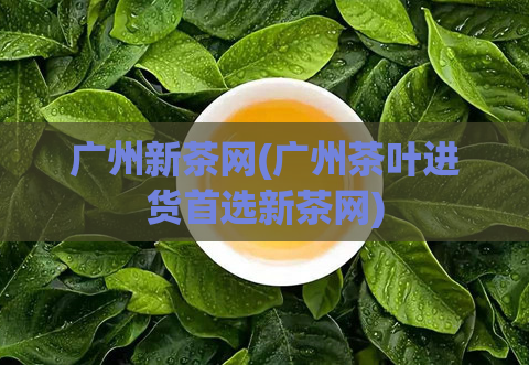 广州新茶网(广州茶叶进货首选新茶网)