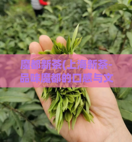 魔都新茶(上海新茶-品味魔都的口感与文化)