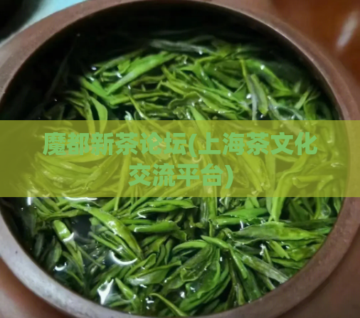 魔都新茶论坛(上海茶文化交流平台)