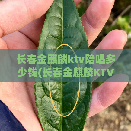 长春金麒麟ktv陪唱多少钱(长春金麒麟KTV陪唱价格表)