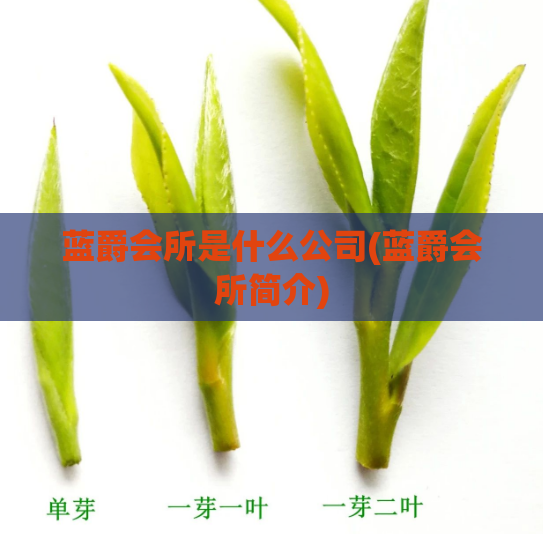 蓝爵会所是什么公司(蓝爵会所简介)