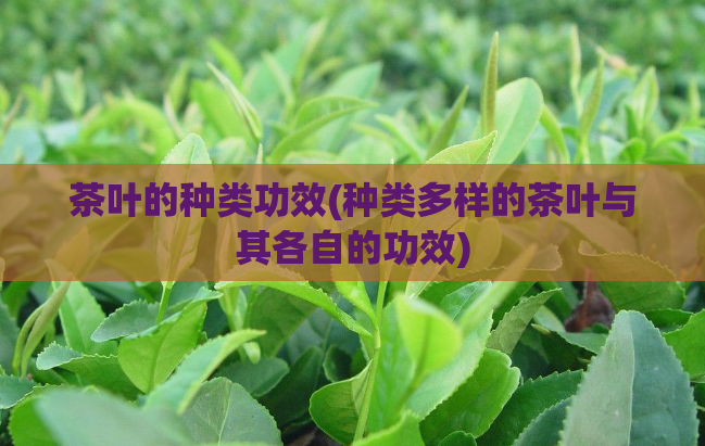 茶叶的种类功效(种类多样的茶叶与其各自的功效)