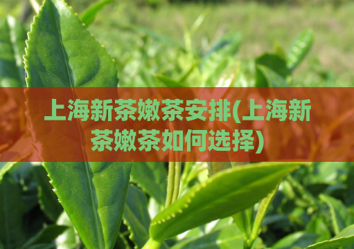 上海新茶嫩茶安排(上海新茶嫩茶如何选择)