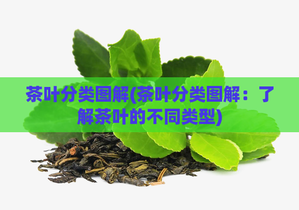 茶叶分类图解(茶叶分类图解:了解茶叶的不同类型)