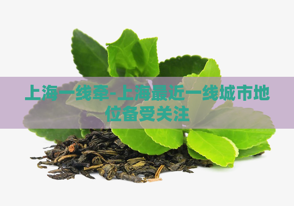 上海一线牵-上海最近一线城市地位备受关注