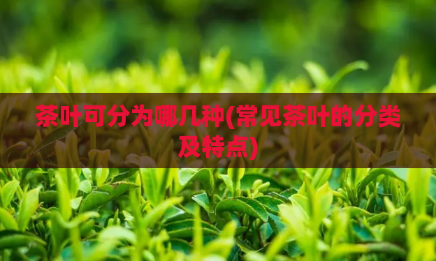 茶叶可分为哪几种(常见茶叶的分类及特点)