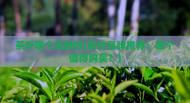 茶叶哪个品牌好(茶叶品牌推荐：哪个值得购买？)