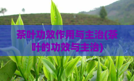 茶叶功效作用与主治(茶叶的功效与主治)