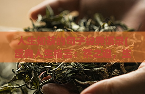 人生如茶的句子经典语录(经典人生格言：茶之道，生命之道)