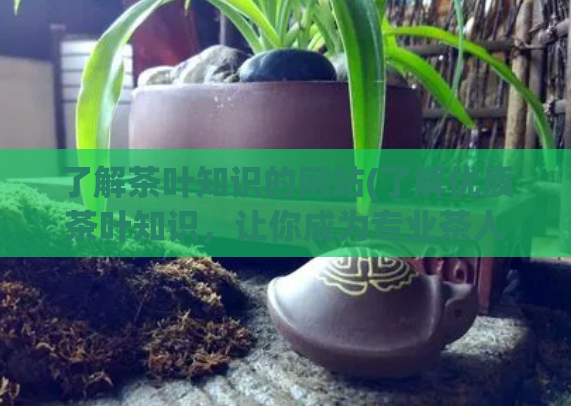了解茶叶知识的网站(了解优质茶叶知识，让你成为专业茶人)