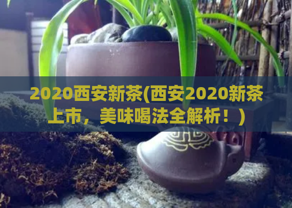 2020西安新茶(西安2020新茶上市，美味喝法全解析！)