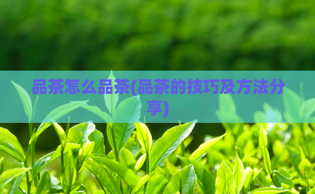品茶怎么品茶(品茶的技巧及方法分享)