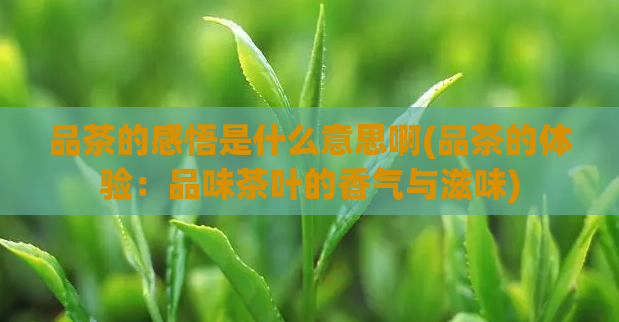 品茶的感悟是什么意思啊(品茶的体验：品味茶叶的香气与滋味)