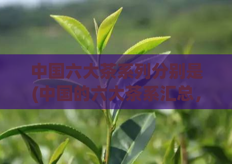 中国六大茶系列分别是(中国的六大茶系汇总,茶中王者大赏!)