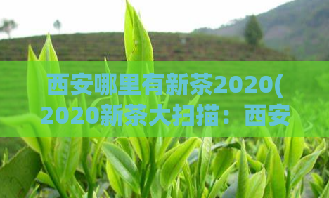 西安哪里有新茶2020(2020新茶大扫描：西安哪里能买到？)