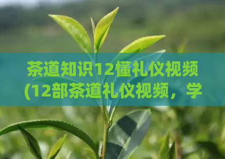 茶道知识12懂礼仪视频(12部茶道礼仪视频,学会优雅走遍天下)