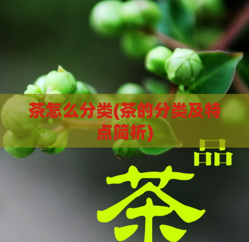 茶怎么分类(茶的分类及特点简析)